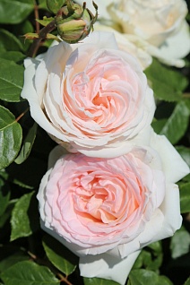 Роза Мейян чайно-гибридная Александр Пушкин (Принц Жардиньер)/ЦКорЛюкс