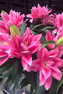 Лилия восточная махровая Roselily Виола, 12/14, 1 шт.