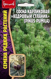 Сосна карликовая Кедровый Стланик, 5 шт.