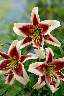 Лилия ОТ-гибрид Беверли Дрим, 12/14, 1 шт.