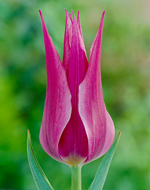 Тюльпан лилиецветный Мэй Тайм, 11/12, 1 шт.