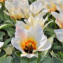 Тюльпан многоцветковый Альбион Стар, 11/12, 1 шт.