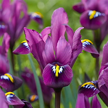 Ирис сетчатый Пурпл Хилл, 6/+, 1 шт.