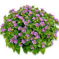 Экзакум