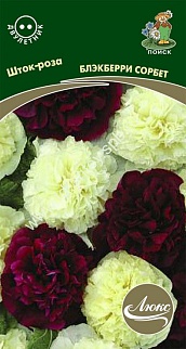 Шток-Роза Блэкберри Сорбет, 0,1 г