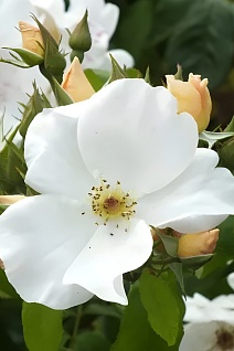 Роза мускусные гибриды Салли Холмс/ЦКор