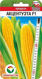 Кукуруза Акцентуэта F1, 5 шт. Семена Голландии