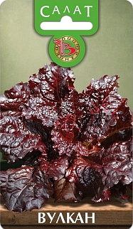 Салат Вулкан, 20 шт. Биотехника