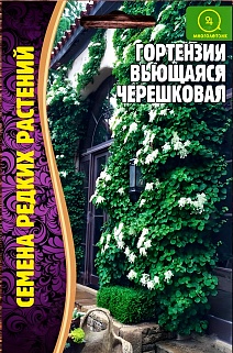 Гортензия вьющаяся Черешковая, 20 шт.