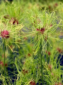 Лук декоративный Хэер, 5/+, 1 шт.