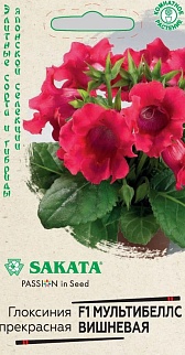 Глоксиния Мультибеллс вишневая F1, 4 шт. Саката.