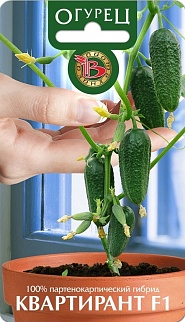 Огурец Квартирант F1, 8 шт. Биотехника