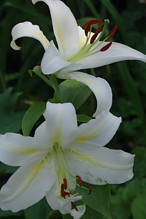 Лилия восточная Анаис Анаис, 12/14, 1 шт.