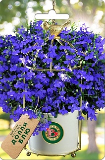 Лобелия кустовая Долли  Блю, 10 шт. Биотехника