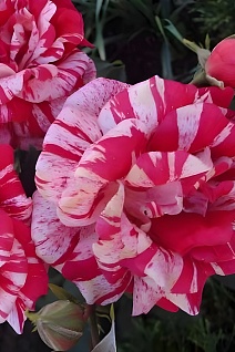 Роза чайно-гибридная Имэджин