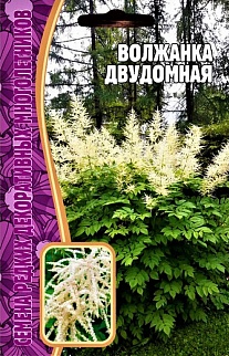 Волжанка Двудомная, 50 шт.