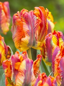 Тюльпан попугайный Раста Пэррот, 11/12, 1 шт.