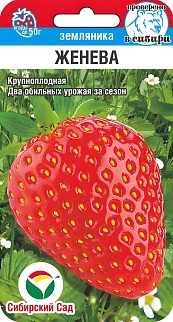 Земляника Женева, 10 шт.