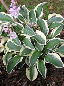 Хоста Фанни Маус, 1 шт.