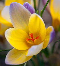 Крокус ботанический Адванс, 5/+, 1 шт.