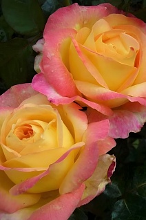 Роза чайно-гибридная Пульман Ориент Экспресс/ЦКор