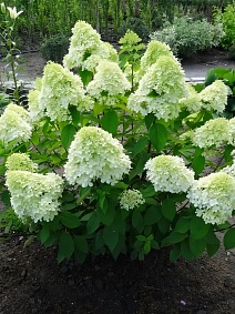 Гортензия метельчатая Бэби Лэйс/ЦКорЛюкс