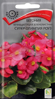 Бегония вечноцветущая зеленолистная Супер Олимпия Роуз, 15 шт.