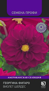 Георгина Фигаро Виолет Шейдес, 10 шт. Семена профи