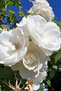 Роза плетистая Клайминг Айсберг 