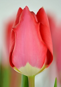 Тюльпан дарвинов гибрид Фостери Кинг, 11/12, 1 шт.