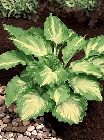 Хоста Лейксайд Пейсли Принт, 1 шт.