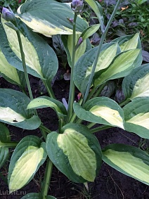 Хоста Джипси Роуз, 1 шт.