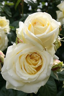 Роза плетистая Эльф