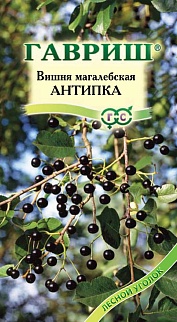 Вишня магалебская Антипка, 1 г. Лесной уголок.