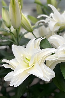 Лилия восточная махровая Roselily Самуэла, 12/14, 1 шт.