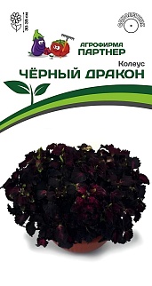 Колеус Чёрный дракон,10 шт.