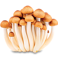 Мицелий грибов