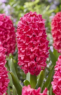 Гиацинт Амор, 14/15, 1 шт.