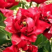 Тюльпан махровый ранний Робиньо, 11/12, 1 шт.