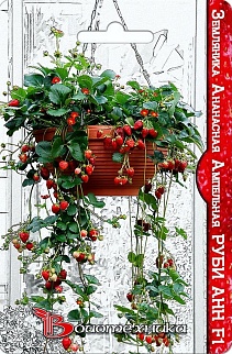 Земляника ананасная ампельная Руби Анн F1, 5 шт. Биотехника