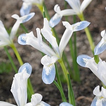 Ирис сетчатый Фрозен Планет, 6/+, 1 шт.