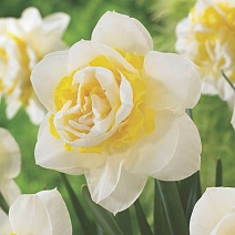 Нарцисс махровый Салу, 12/14, 1 шт.