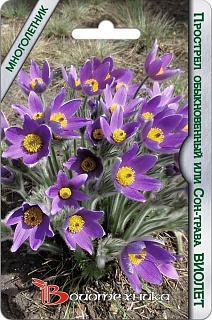 Прострел обыкновенный или сон-трава Виолет, 10 шт. Биотехника