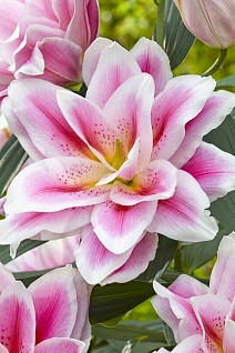 Лилия восточная махровая Roselily Микаэла, 12/14, 1 шт.