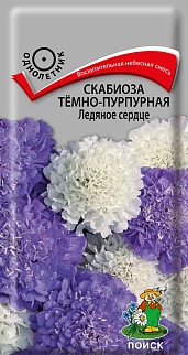 Скабиоза темно-пурпурная Ледяное сердце, 10 шт.