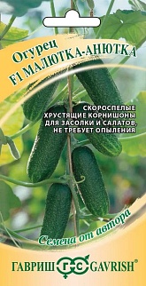 Огурец Малютка-Анютка F1, 10 шт. Корнишон, Авторские семена. 