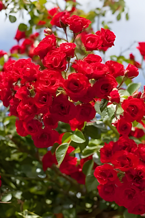 Роза почвопокровная Скарлет Мейяндекор