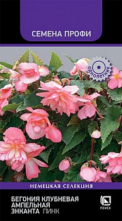 Бегония клубневая ампельная Энканта Пинк, 7шт. Семена Профи