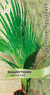 Вашингтония Нитчатая, 3 шт. Комнатные растения