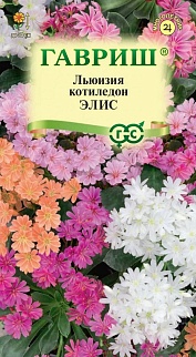 Левизия туполистная Элис, 5 шт.